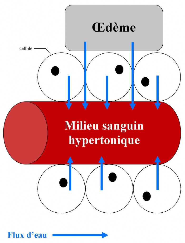 comparaison entre xylitol et mannitol